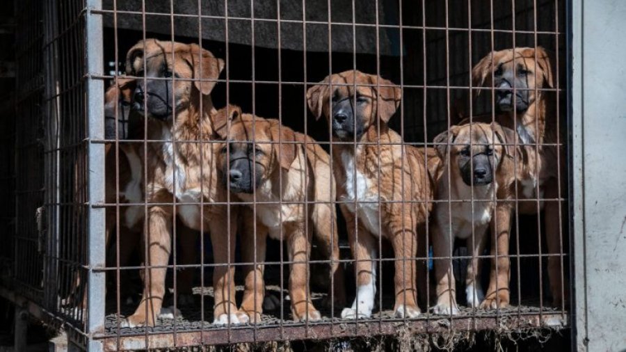 Ky shtet e miraton ligjin që e ndalon tregtinë e mishit të qenit