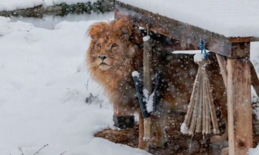 Luani që ishte strehuar në Kosovë po “emigron” për diku tjetër