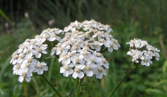 Mijëgjethësja, bima që shëron pothuajse secilën sëmundje