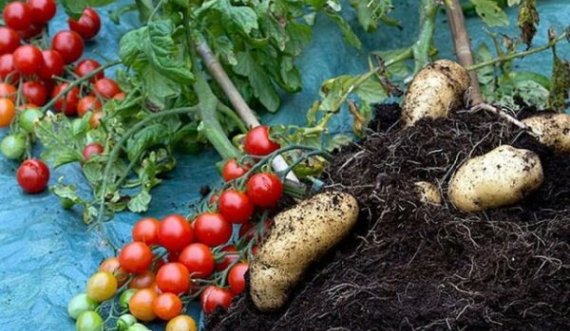 Kosova importoi vitin e kaluar domate e patate në vlerë mbi 18 milionë euro