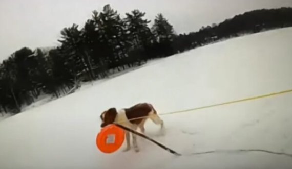 Përfundoi në ujërat e liqenit të akullt, qeni ia shpëton jetën