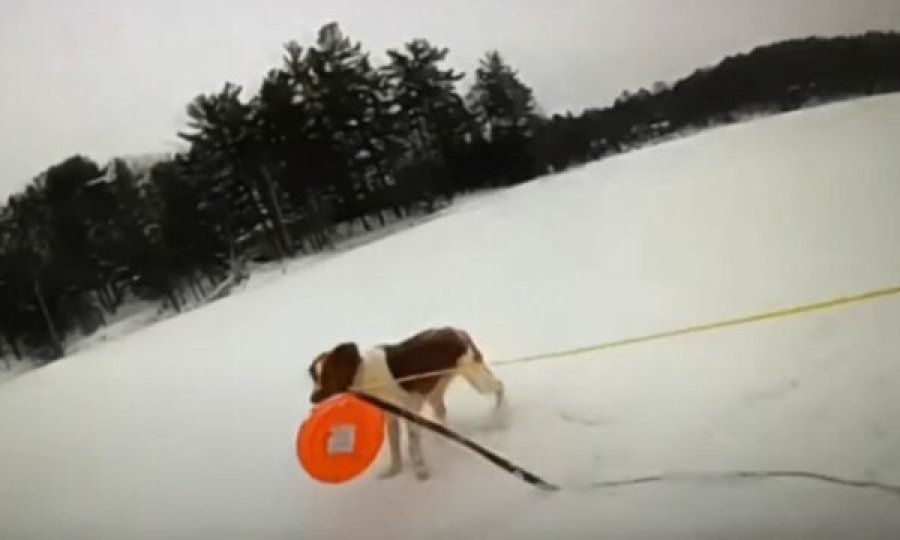 Përfundoi në ujërat e liqenit të akullt, qeni ia shpëton jetën