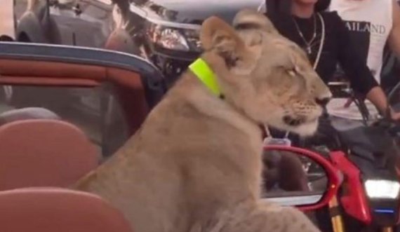 Policia arrestoi një grua pasi e nxori për ta shëtitur luanin e saj 