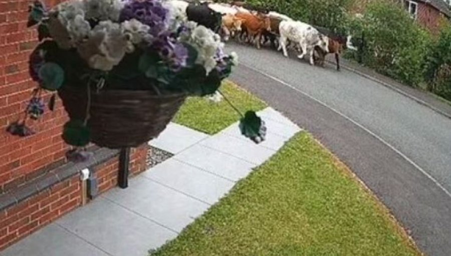 Një grumbull lopësh shkaktojnë rrëmujë në një rrugë