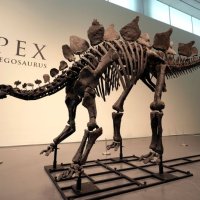 Zbulohet një skelet i plotë dinozauri në Shqipëri