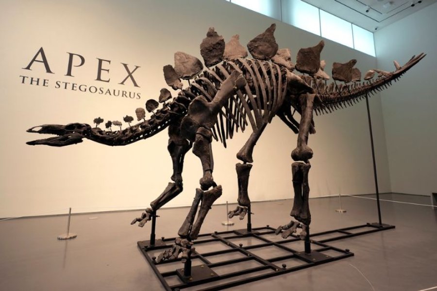 Zbulohet një specie e re dinosauri