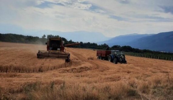 Të burgosurit korrën grurin në Dubravë, arrin në 31,800 kg për vitin 2024