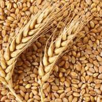 Shqipëria ndaloi 51 ton misër nga Serbia me substancave kancerogjene