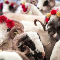 Çmimi për therjen e kurbanit në Kosovë ka shënuar rritje