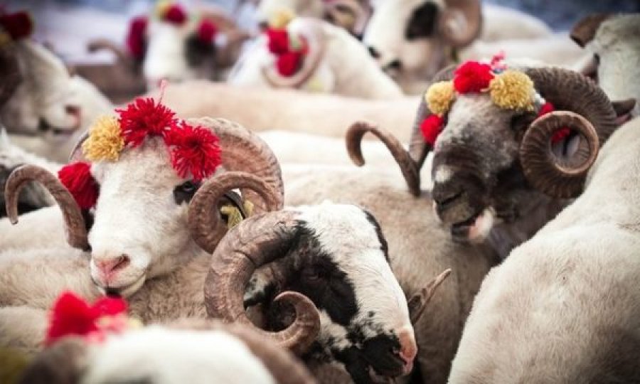 AUV: Therja e kurbaneve të bëhet vetëm në thertore të licencuara