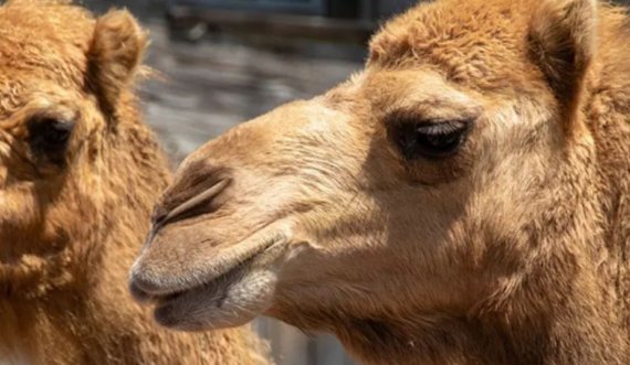Publikohet video: Dy deve ikin nga kopshti zoologjik