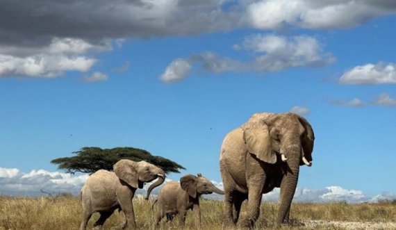  A 'flasin' elefantët në Afrikë?