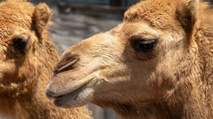 Publikohet video: Dy deve ikin nga kopshti zoologjik