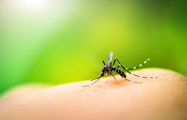 Pesë arsye pse jeni magnet për insektet