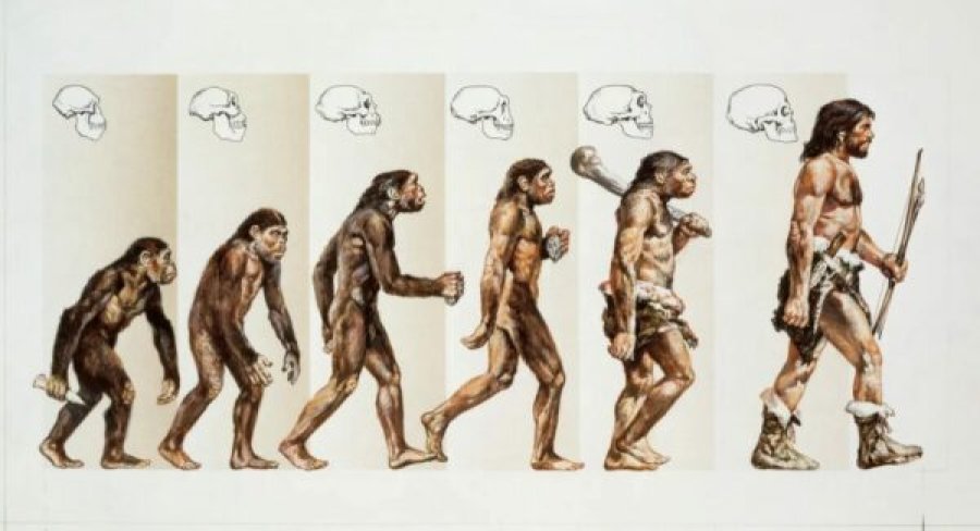A e dini si e humbën njerëzit bishtin e tyre gjatë evolucionit?