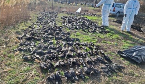 Gjenden në Serbi më shumë se 800 zogj të ngordhur të një specie të mbrojtur