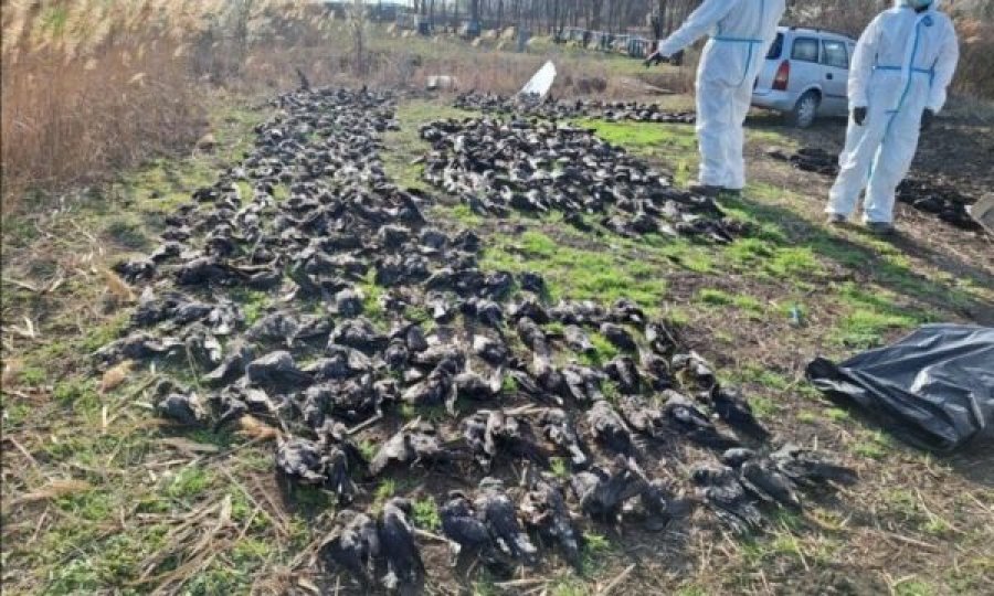 Gjenden në Serbi më shumë se 800 zogj të ngordhur të një specie të mbrojtur