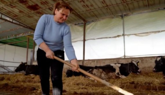 Fermerja shqiptare që sfidon vështirësitë në mbarshtimin e lopëve