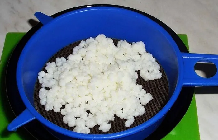 Vetitë shëruese të kërpudhës tibetiane