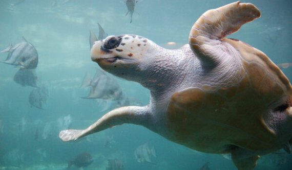 Vdesin tetë fëmijë pasi hëngrën mish të breshkave të detit në arkipelagun e Zanzibarit