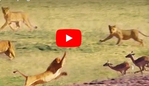 Publikohen pamjet si 22 luanë synojnë kapjen e antilopëve
