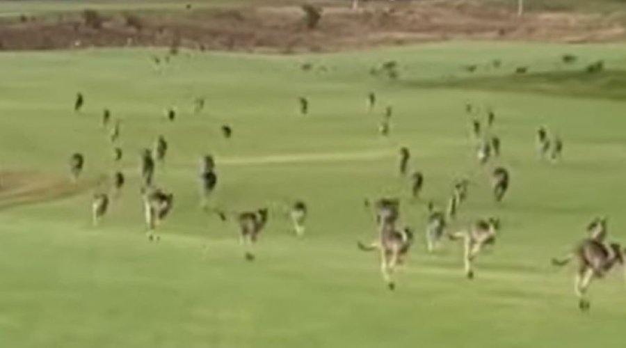 Loja e lojtarëve ndërprehet nga parada e kangurëve