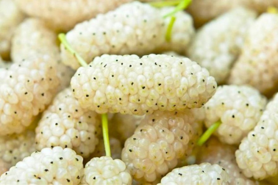 Mani i bardhë, ilaç për shumë sëmundje