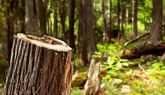 Prenin ilegalisht dru në pyll, arrestohen 5 persona në Bërrnicë e Epërme të Prishtinës