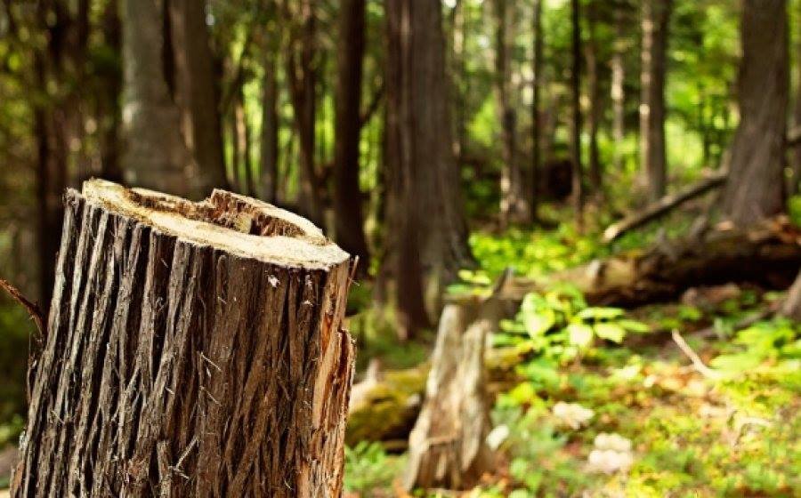 Prenin ilegalisht dru në pyll, arrestohen 5 persona në Bërrnicë e Epërme të Prishtinës
