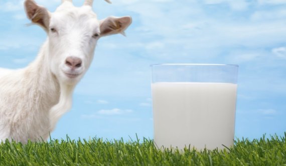 Përse qumështi i dhisë është kaq i shëndetshëm