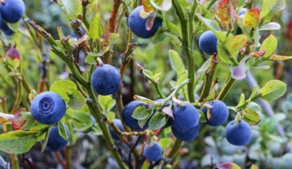 Boronica, efektet e mahnitshme që sjell në trupin tuaj…