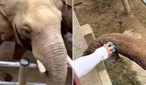Elefanti ia kthen këpucën vogëlushit që i ra