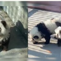 Në këtë vend kopshti zoologjik i lyente qentë për t’i bërë të dukeshin si arinj panda