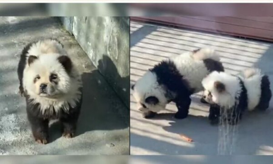 Kopshti zoologjik i lyente qentë për t’i bërë të dukeshin si arinj panda