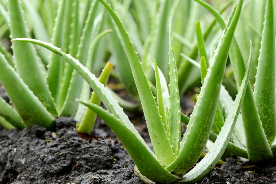 Aloe-vera mbron, qetëson, freskon dhe hidraton