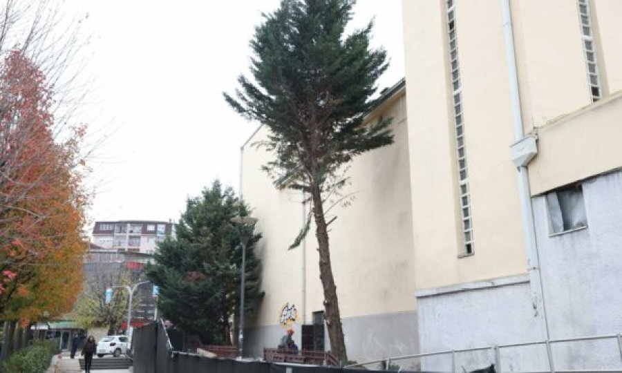 Komuna e Prishtinës akuzon Ministrinë e Kulturës për prerjen e pishave 