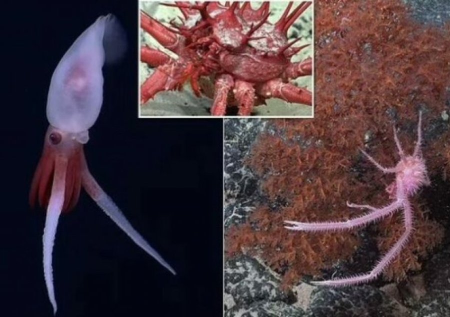 Zbulohen disa specie në dy mijë milje thellësi në Paqësor