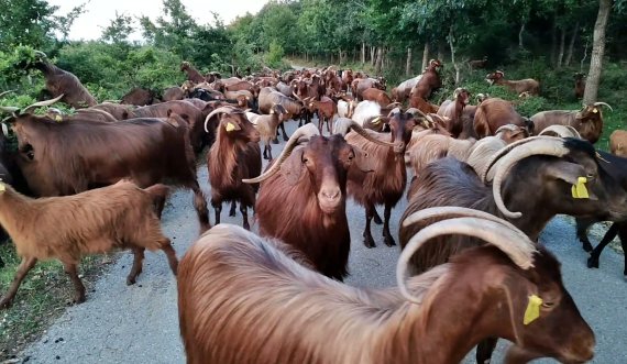 Konfirmohet rasti i parë i murtajës së ruminantëve të vegjël në Shqipëri