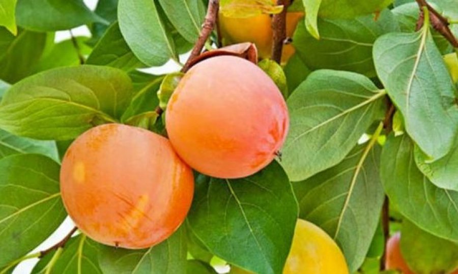 Ja si t’i përdorni gjethet e hurmës për shëndetin