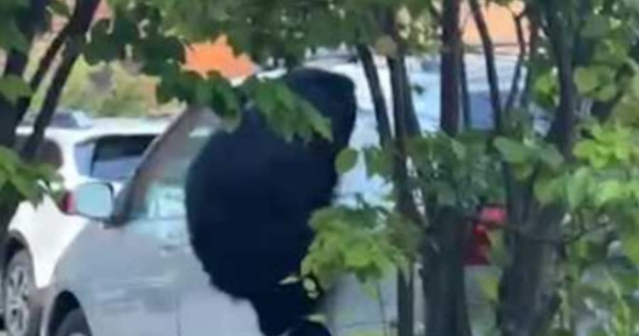 Ariu futet në veturë për të vjedhur patate