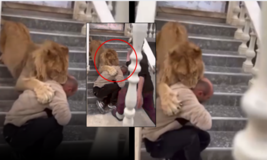 52-vjeçari tregon se luanin që u bë viral e gjeti në një rrugë të Lushnjës