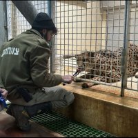 Vdiq punonjësi i kopshtit zoologjik pasi u sulmua nga një leopard