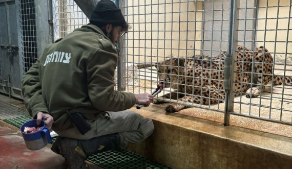 Vdiq punonjësi i kopshtit zoologjik pasi u sulmua nga një leopard