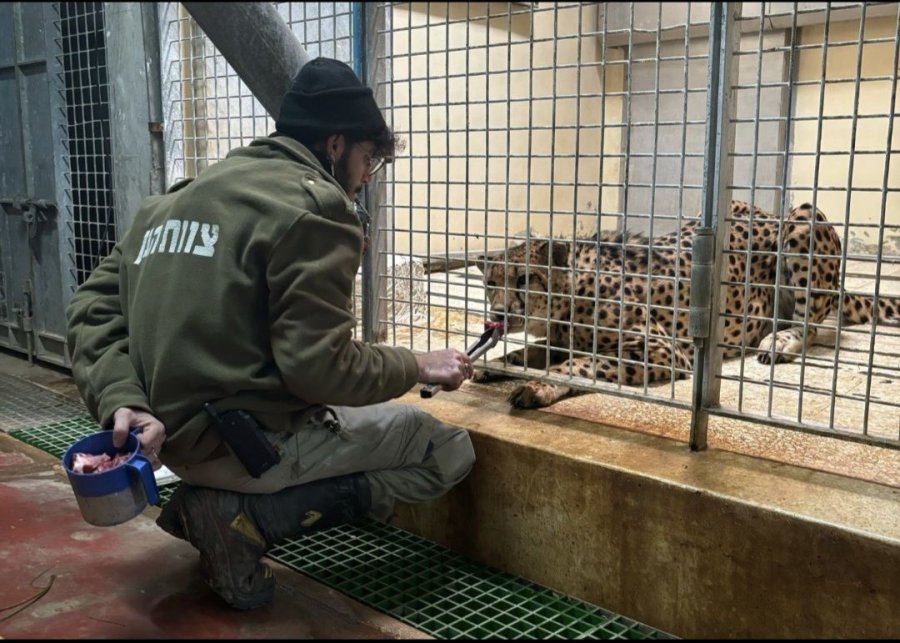 Vdiq punonjësi i kopshtit zoologjik pasi u sulmua nga një leopard