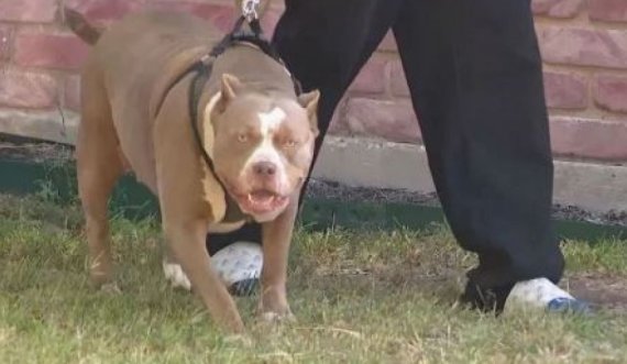 E rëndë: Pit bulli sulmon për vdekje fëmijën 18 muajsh të shqiptarit