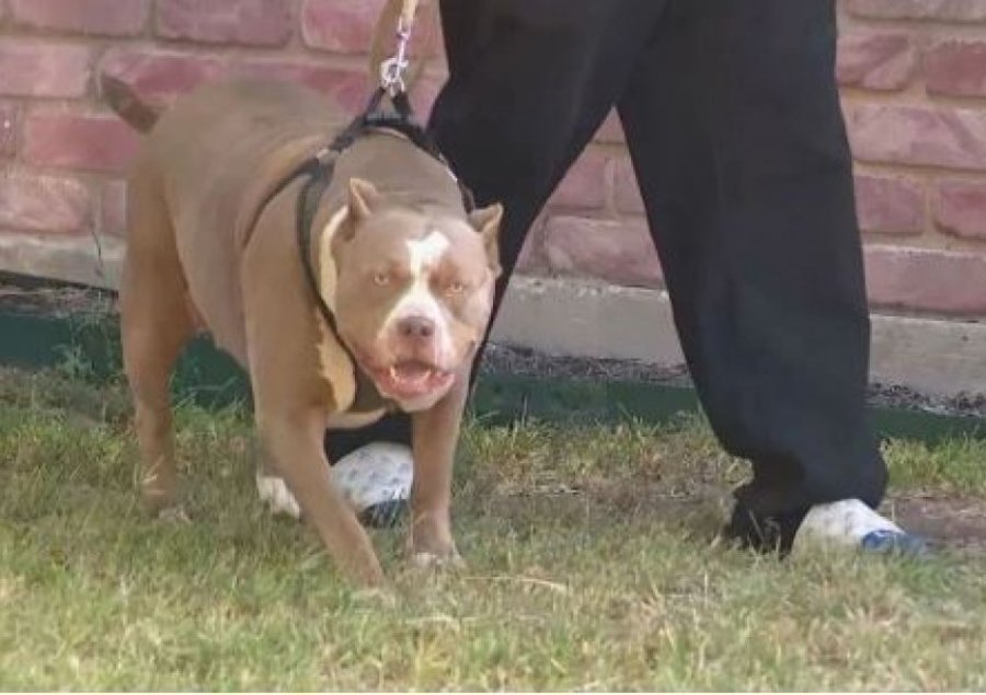 E rëndë: Pit bulli sulmon për vdekje fëmijën 18 muajsh të shqiptarit
