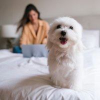 Këto raca qensh nuk i lëshojnë qimet