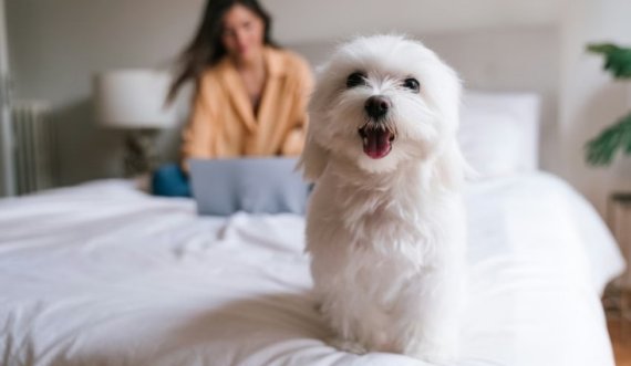 Këto raca qensh nuk i lëshojnë qimet