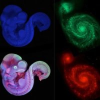 NASA dhe Nikon krahasojnë universin me jetën mikroskopike