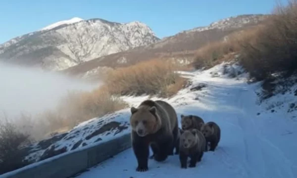 Në këtë vend është shfaqur një arushë së bashku me këlyshët e saj